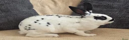 Rex rabbits for sale: Mini rex kits  - Advert 9