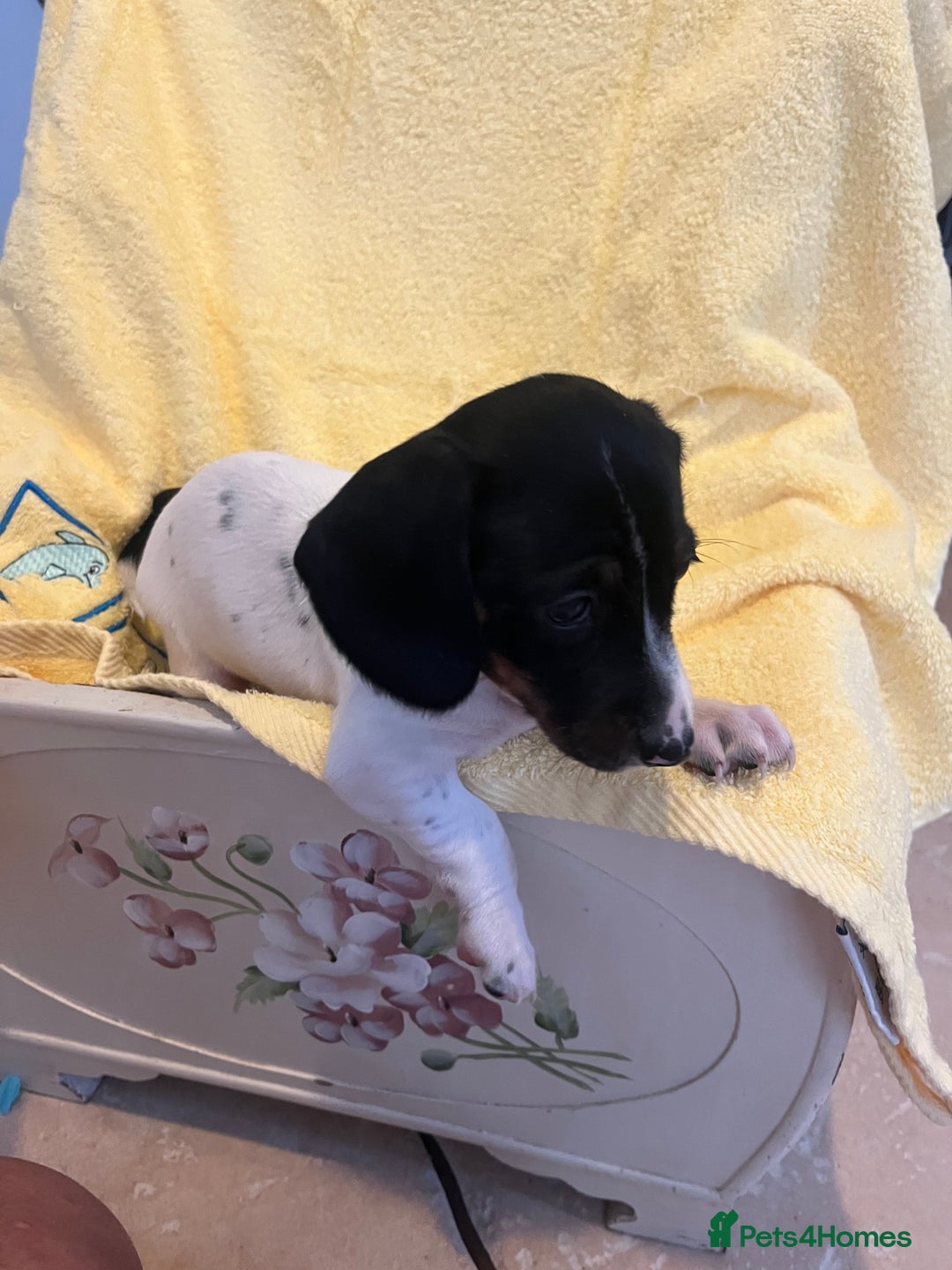 Dachshund dogs for sale: Beautiful dachshunds puppies  - Image 4