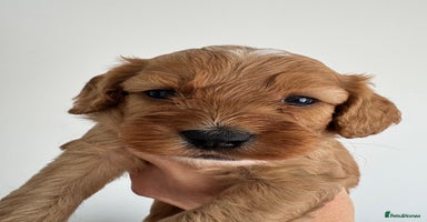 Cavapoo dogs - Advert 3