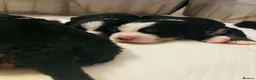 Bernese Mountain Dog dogs for sale: Beautiful Bernese mountain dog Pups KC Reg 🐾  - Advert 1
