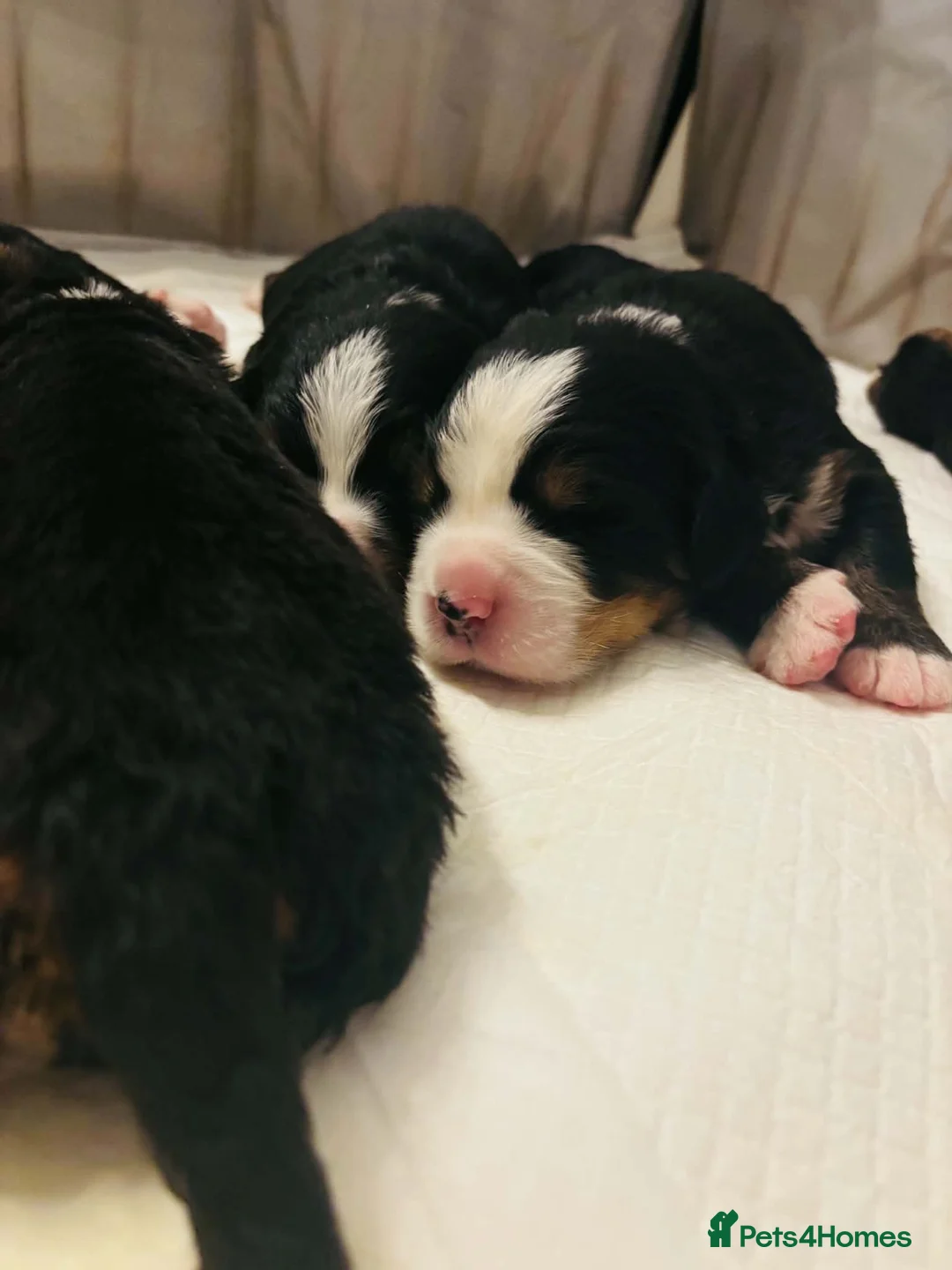 Bernese Mountain Dog dogs for sale: Beautiful Bernese mountain dog Pups KC Reg 🐾  - Advert 1