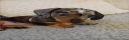 Dachshund dogs for sale: 3 beautiful dachshund puppies  - Advert 10