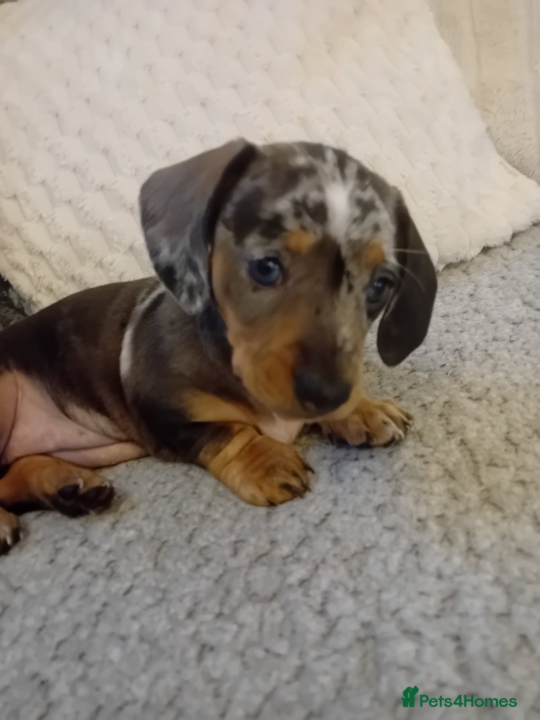 Dachshund dogs for sale: 3 beautiful dachshund puppies  - Advert 10