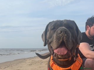 Cane Corso dogs in Warrington - Advert 27