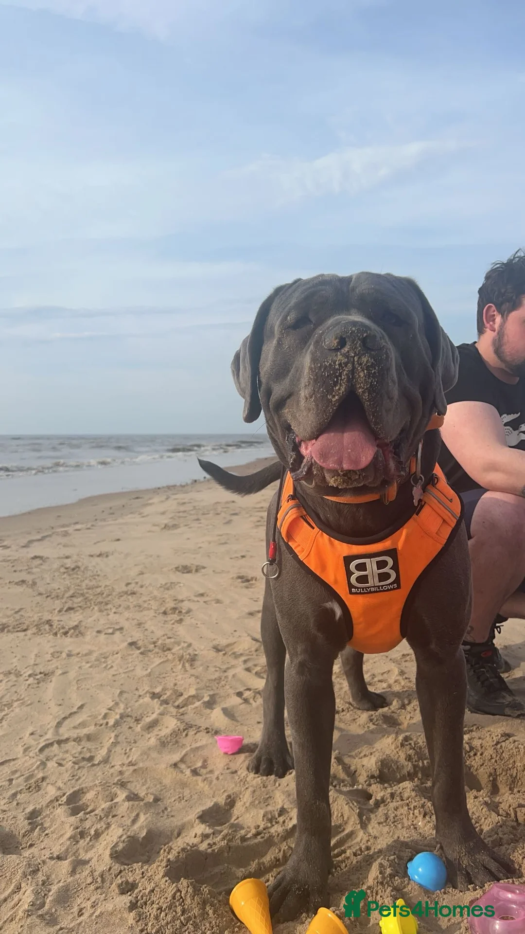 Cane Corso dogs for stud: Proven cane corso for stud  in Warrington - Advert 1