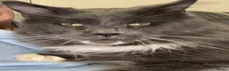 Maine Coon cats for sale: Xxl Maine coon kittens - Advert 2