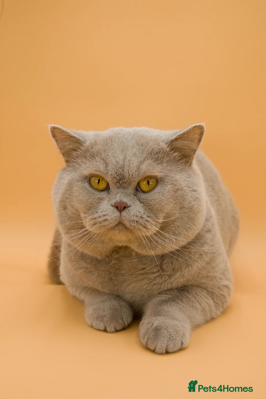 British Shorthair cats for stud: Champion Fawn British Shorthair Stud - Advert 3