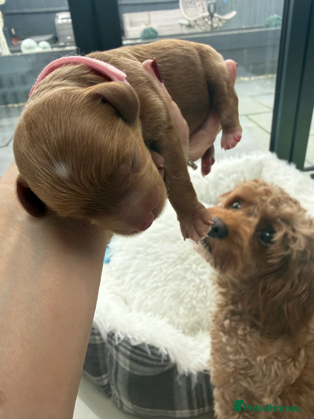 Cavapoo dogs for sale: Beautiful Litter of 5 F1b Toy Cavapoo's  - Advert 2