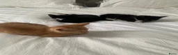 Domestic Shorthair cats for sale: Beautiful domestic shorthair kittens  - Advert 2