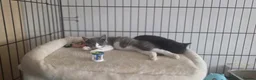 Domestic Shorthair cats for adoption: Tommy & Arthur - Adopt Cats in Crisis East London - Advert 3