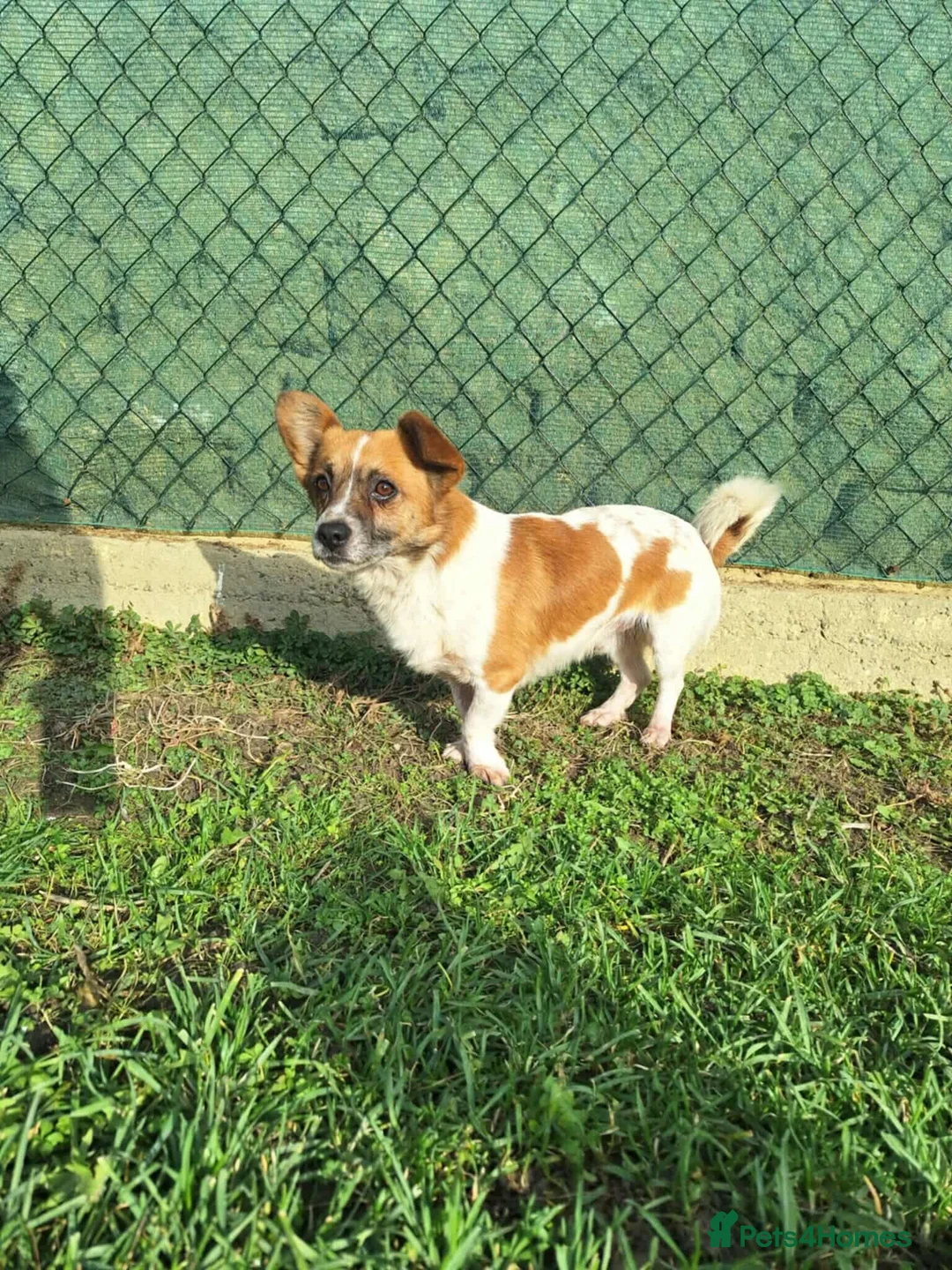 Mixed Breed dogs for adoption: Meatball for adoption - Advert 8