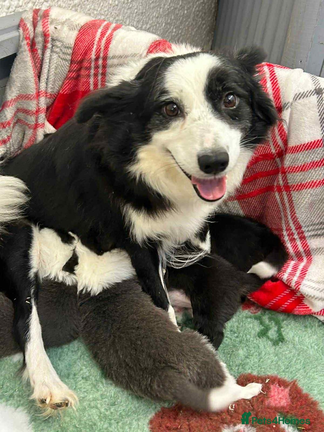 Border Collie dogs for sale: WINNING CRUFTS COMPETITORS. KC REG, HEALTH TESTED - Image 7