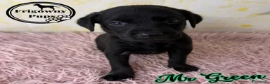 Mr Green