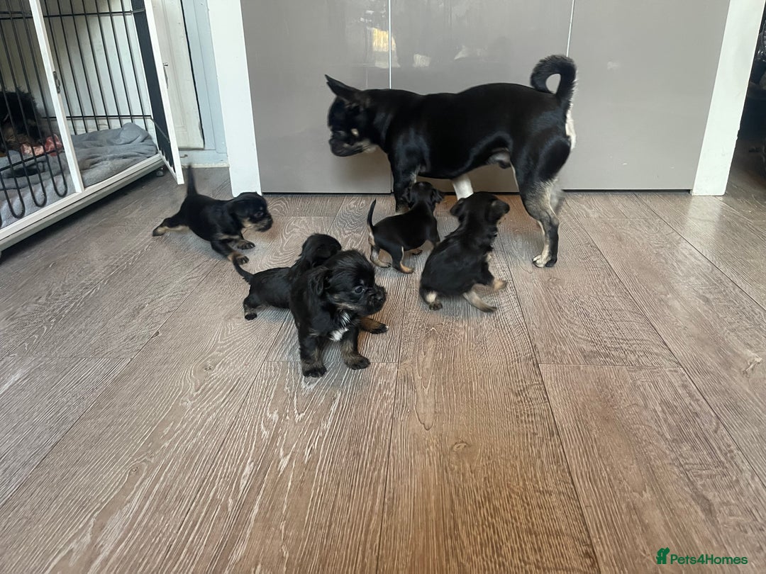 Gallery Image {{count}}