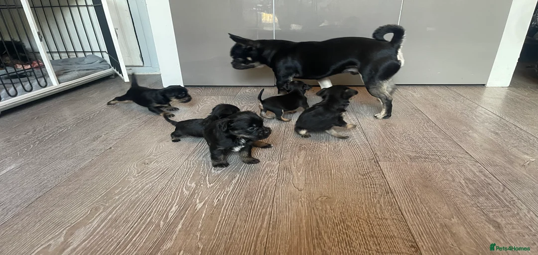 Gallery Image {{count}}