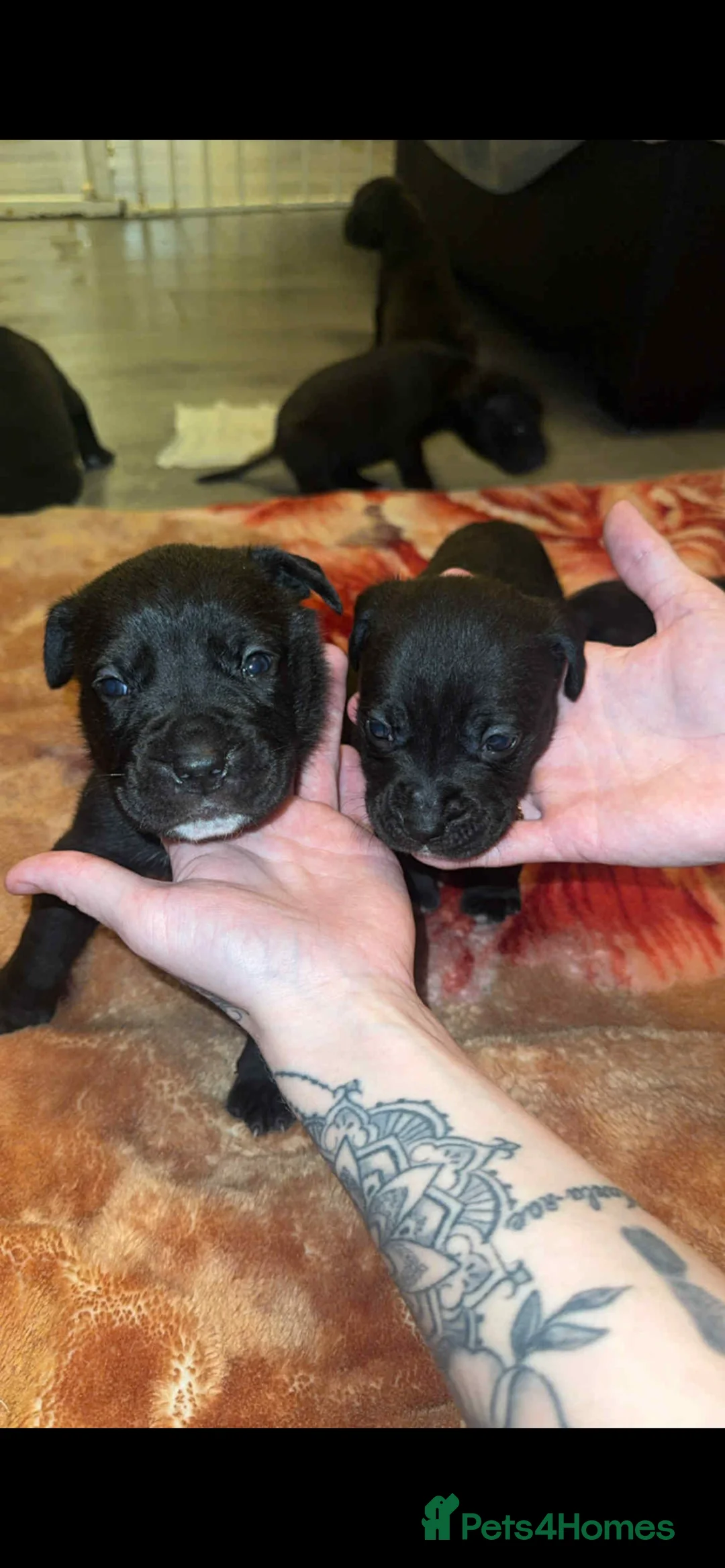 Mixed Breed dogs for sale: Cancorso x puppies  - Advert 4