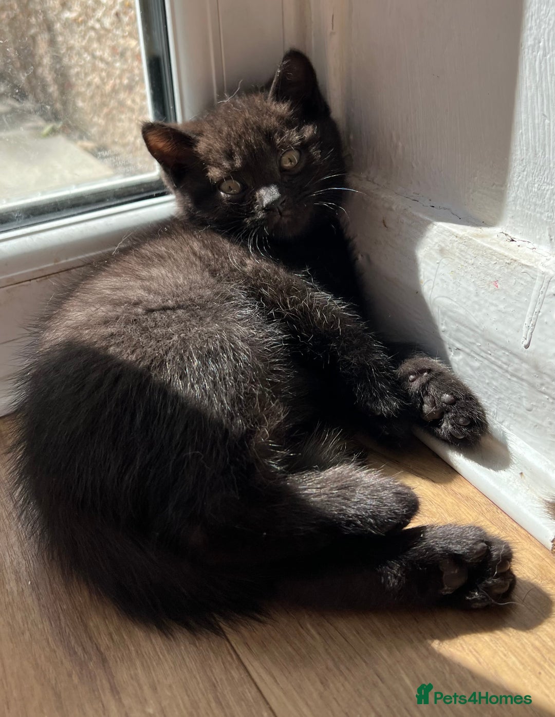 British Shorthair cats for sale: British shorthair kittens - Image 13