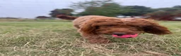 Cockapoo dogs for sale: Beautiful Cockerpoo F1, exceptionally friendly 🐾 - Advert 1