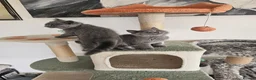 British Shorthair cats for sale: British Shorthair  - Advert 5