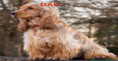 Cocker Spaniel dogs SHOW Cockers Spaniels due  - Advert 4