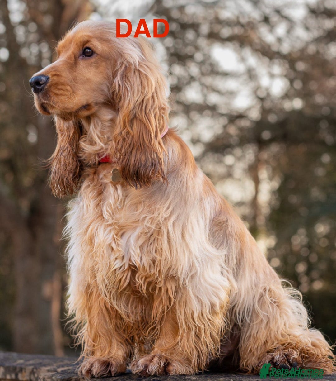 Cocker Spaniel dogs for sale: SHOW Cockers Spaniels due  - Advert 2