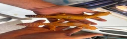 Leopard Gecko reptiles for sale: 2 mature tangerine leopard geckos  in Hornchurch - Advert 5