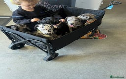 Great Dane dogs for sale: READY NOW PURE BRED GREAT DANE PUPPIES FOR SALE - Image 29