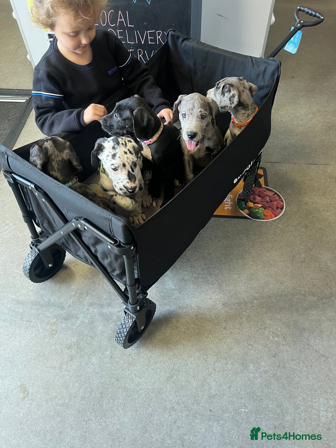 Great Dane dogs for sale: READY NOW PURE BRED GREAT DANE PUPPIES FOR SALE - Image 29