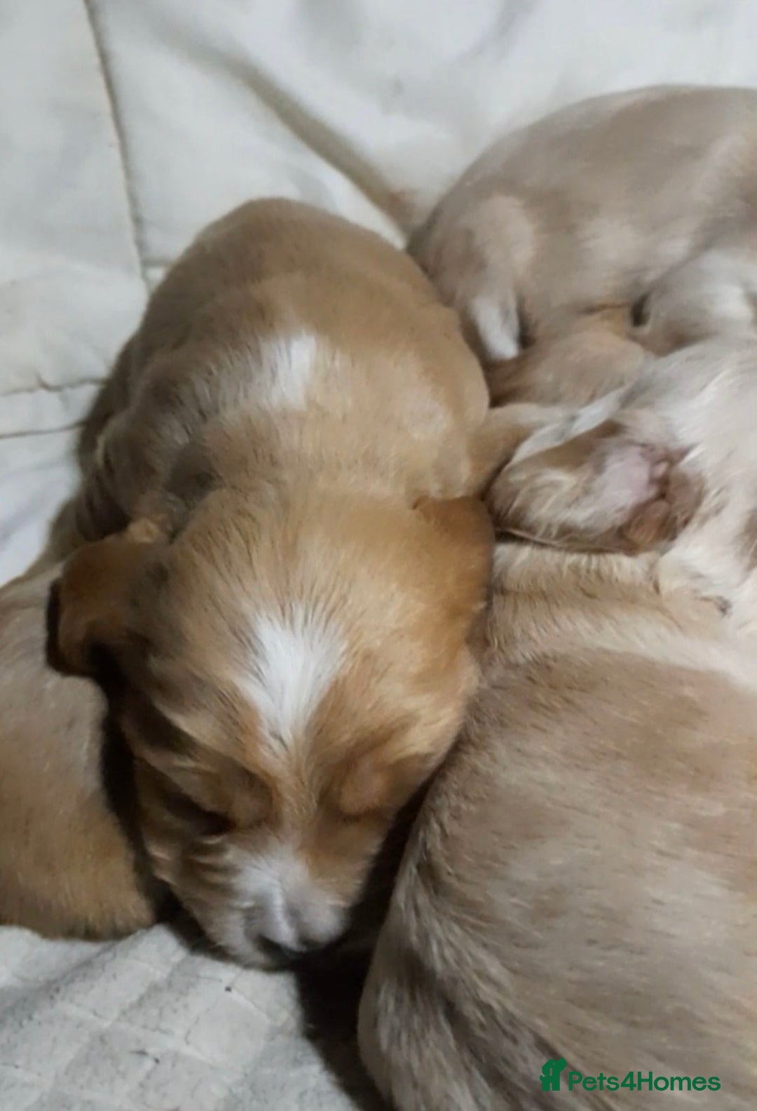 Sprocker dogs for sale: Sprocker x Cocker Puppies - Advert 3