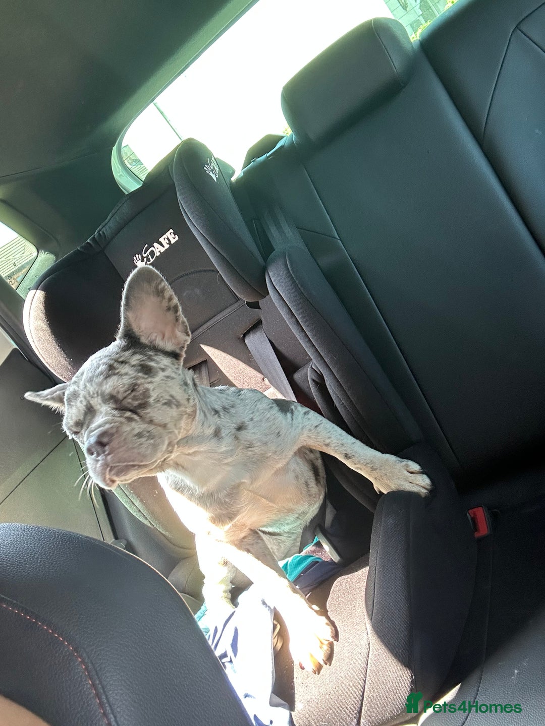 French Bulldog dogs for sale: French bulldog  - Image 7