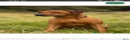 Rhodesian Ridgeback dogs for sale: Rodhisian ridgeback - Advert 5