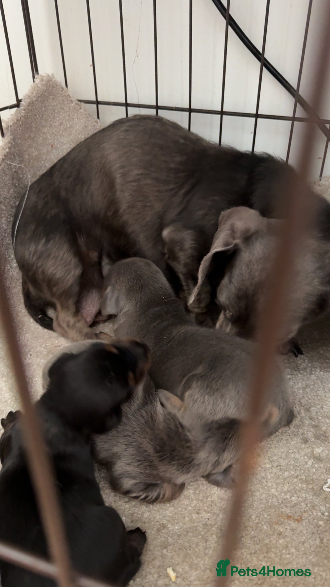 Miniature Dachshund dogs for sale: Three miniature sausage dogs, ready February 🩷 - Advert 7