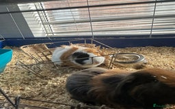 Guinea Pig rodents for sale: Male guinea pigs - Image 4