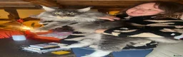 Maine Coon cats for sale: Chunky main coons 🩷🩷🩷💙 - Advert 30