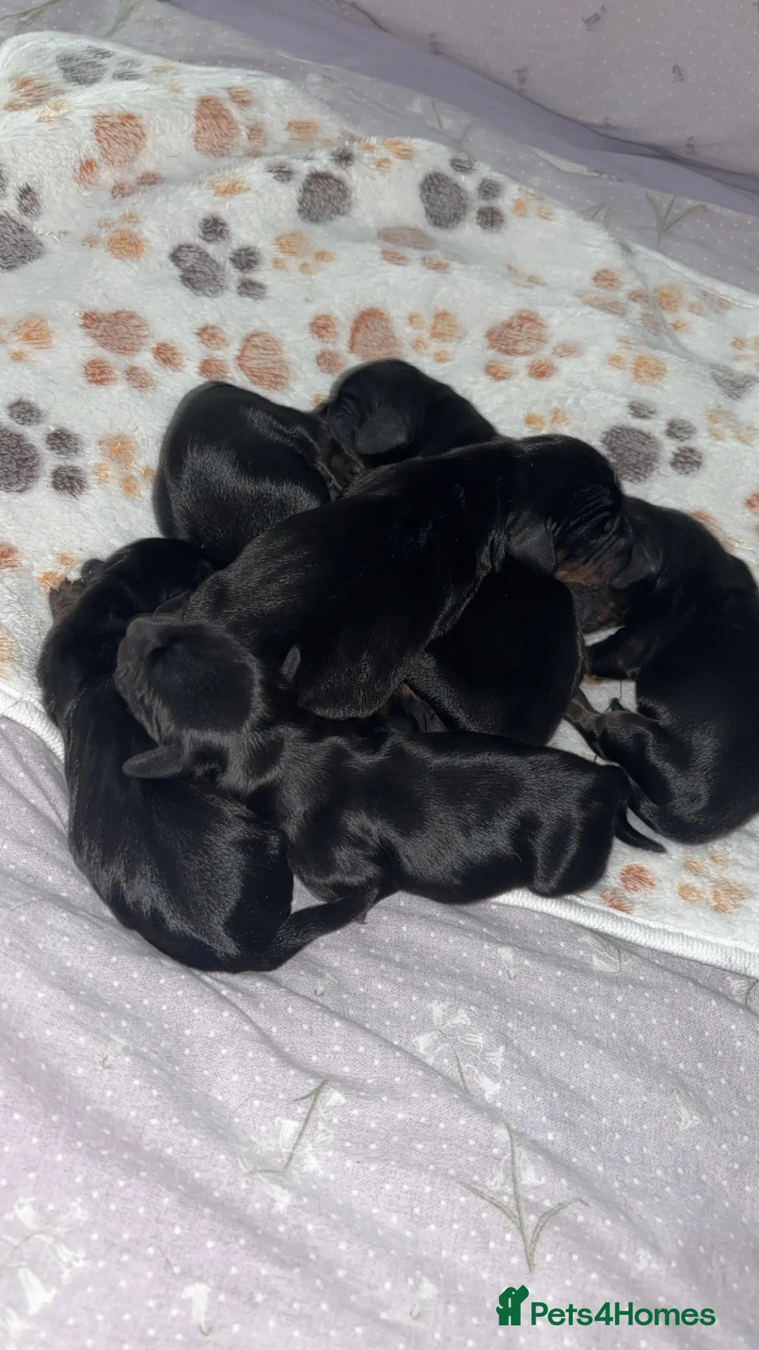 Miniature Dachshund dogs for sale: 6 miniature dachshunds for sale  - Advert 7