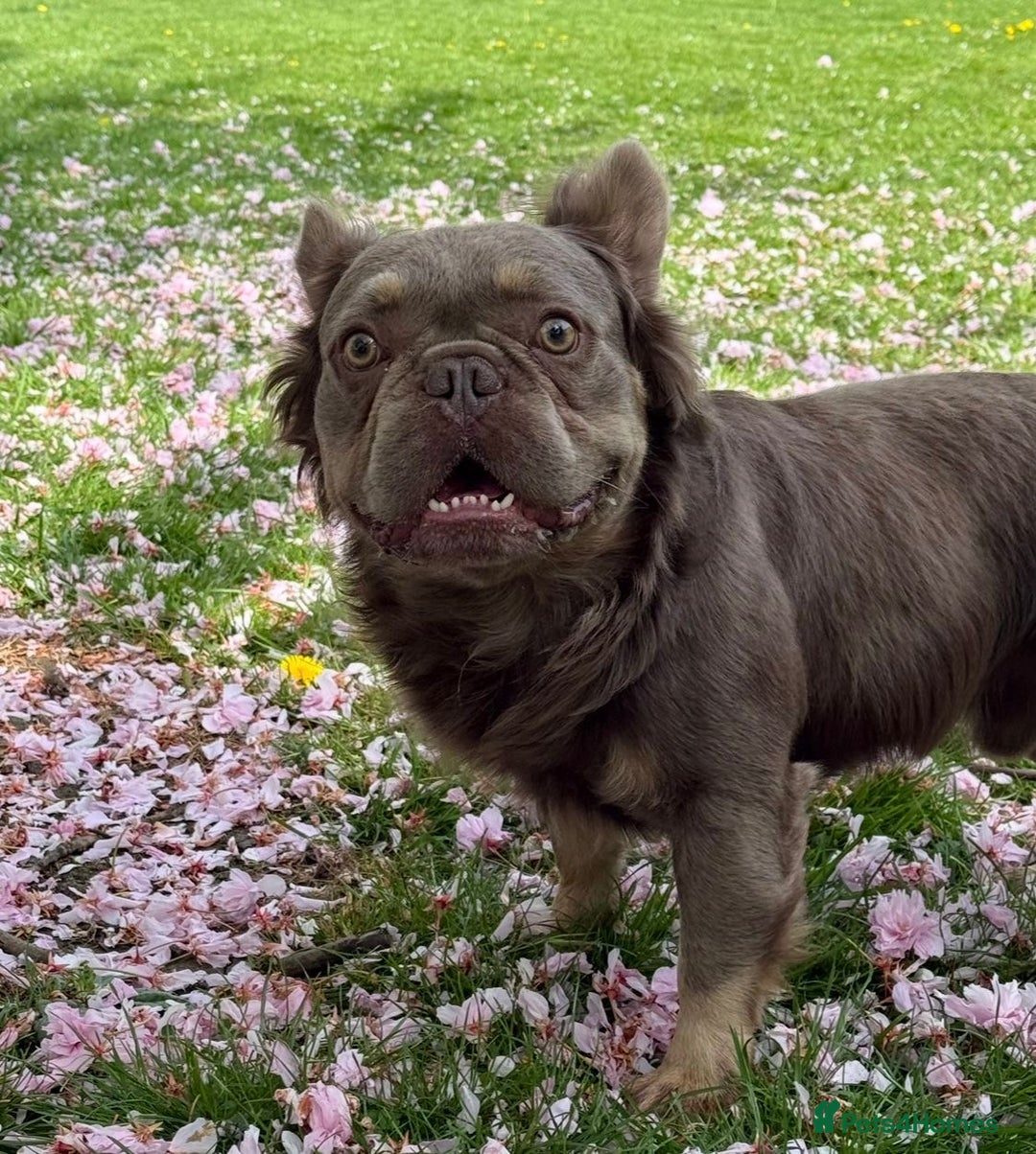 French Bulldog dogs for stud: Fluffy chocolate tri French bulldog stud - Advert 6