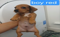 Chiweenie dogs for sale: Ready now 7 xsmall chiweenies fur babies  - Image 3