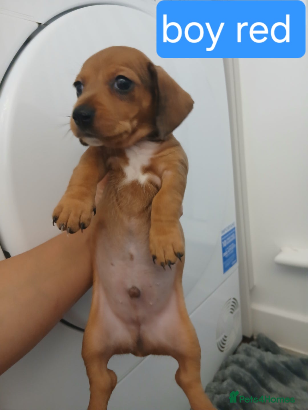 Chiweenie dogs for sale: Ready now 7 xsmall chiweenies fur babies  - Image 3