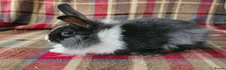 Mixed Breed rabbits for sale: READY TO LRAVE NOW!  - Advert 7