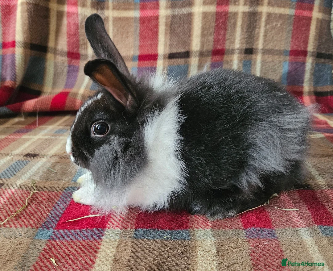 Mixed Breed rabbits for sale: READY TO LRAVE NOW!  - Advert 7