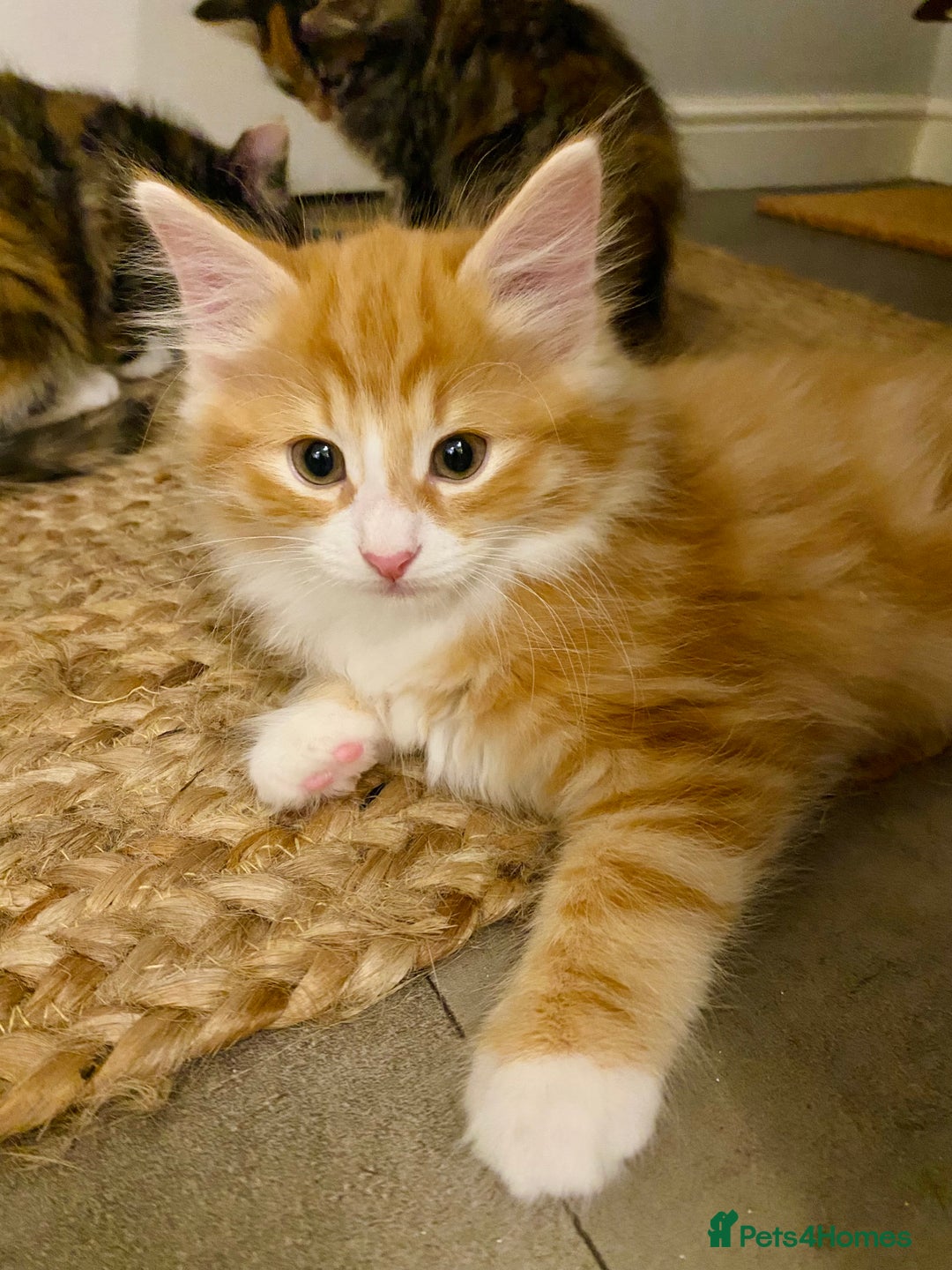 Domestic Shorthair cats for sale: Domestic Shorthair X Ragdoll Cross - Advert 4