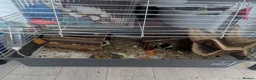 Guinea Pig rodents for sale: Two male guinea pigs two years old - Advert 9