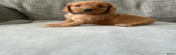Cockapoo dogs for sale: Stunning F1 Cockapoo’s - Advert 12