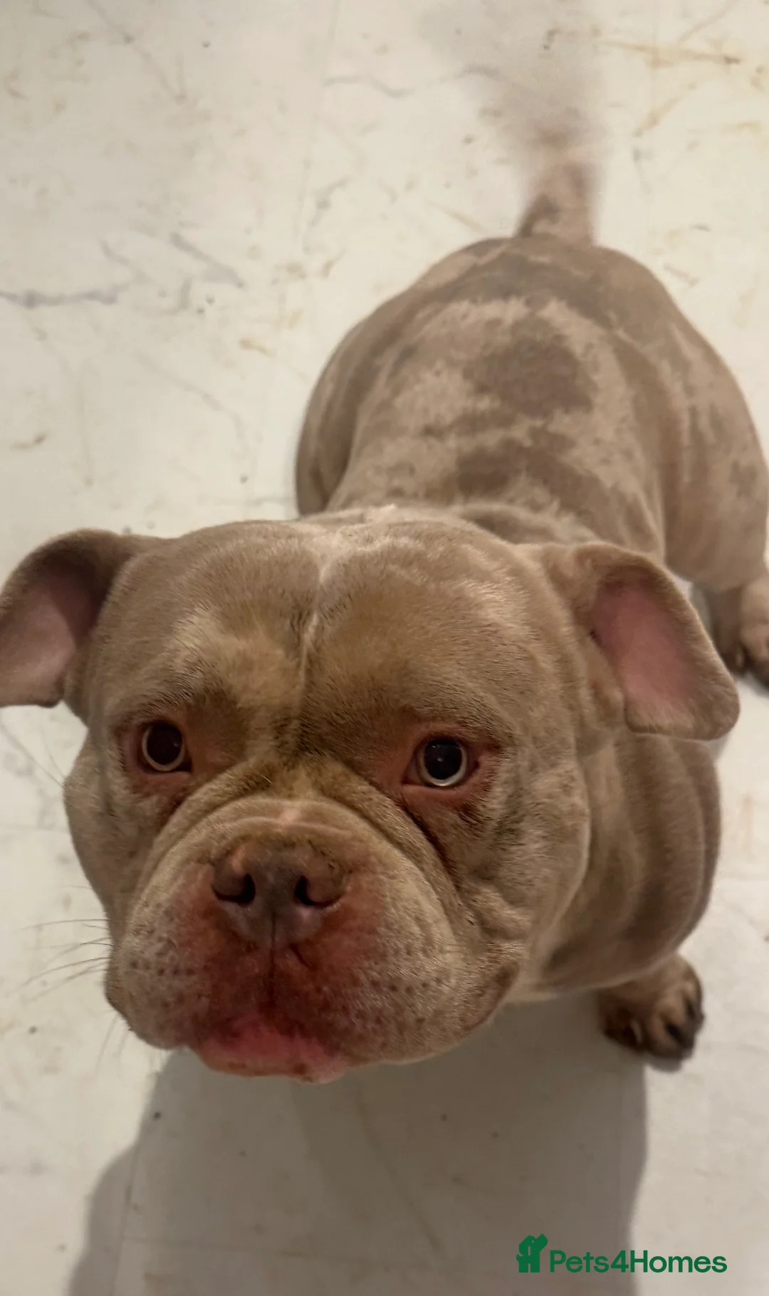 Mixed Breed dogs for sale: Male Merle Exotic Bully For Sale - Advert 4