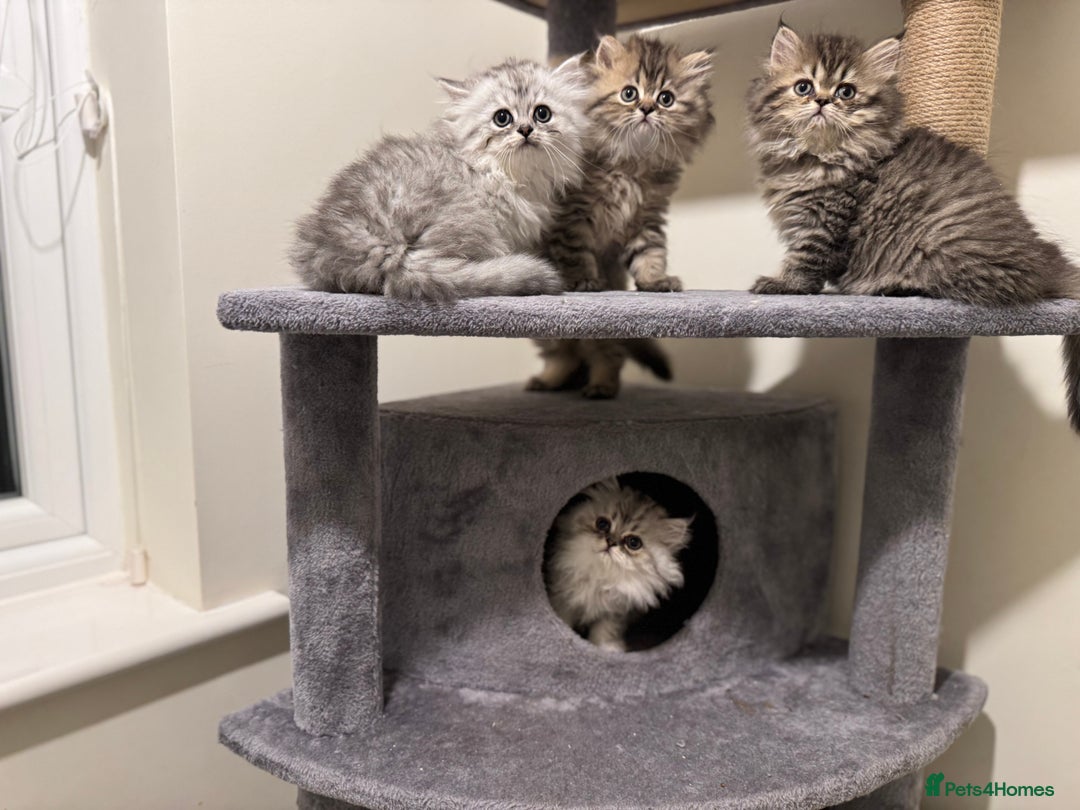Persian cats for sale: Persian Kittens - 2 Males & 2 Females  - Image 2