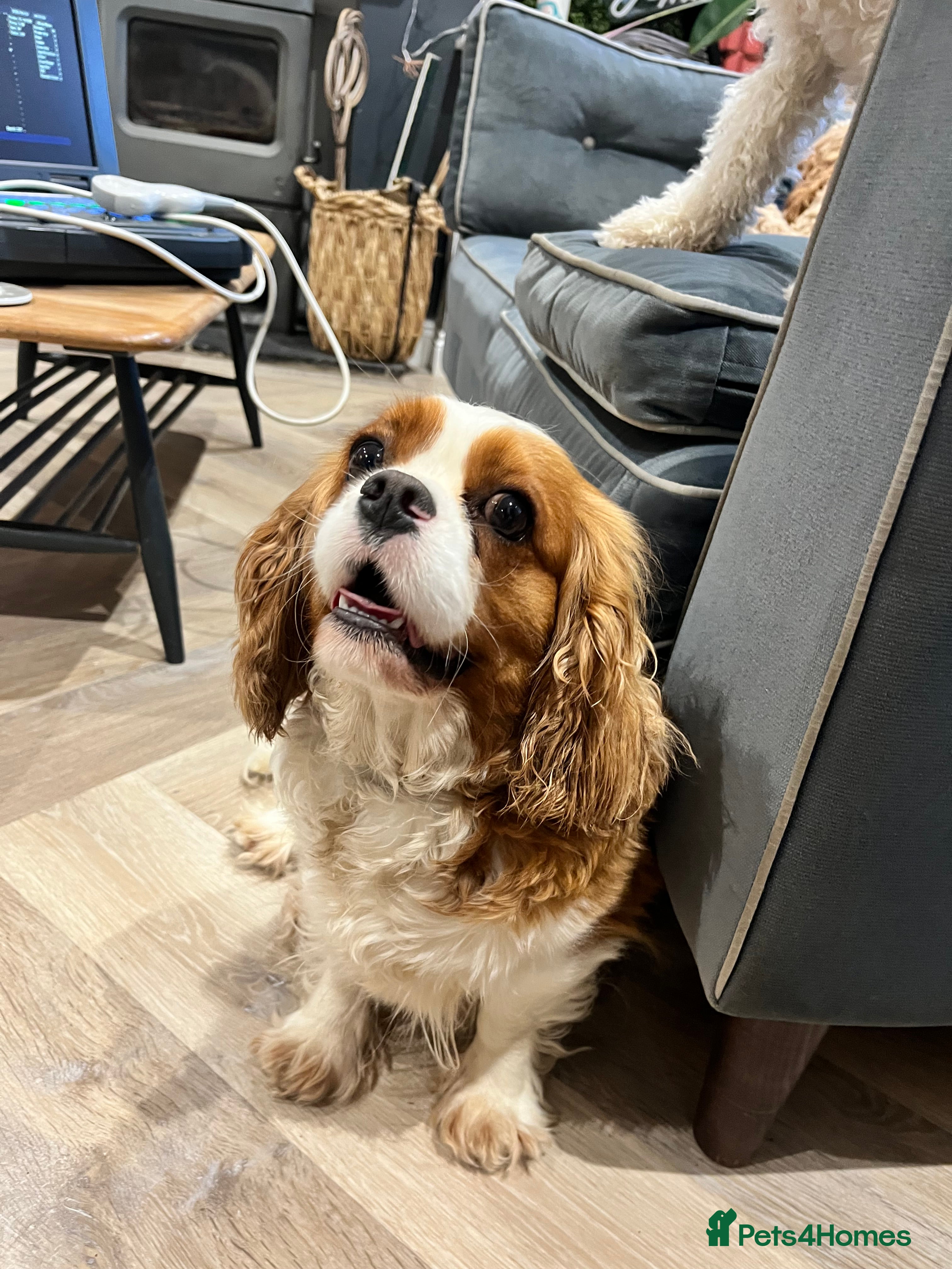 Cavalier King Charles Spaniel dogs 3 year old spayed King Charles Cavalier  - Advert 1
