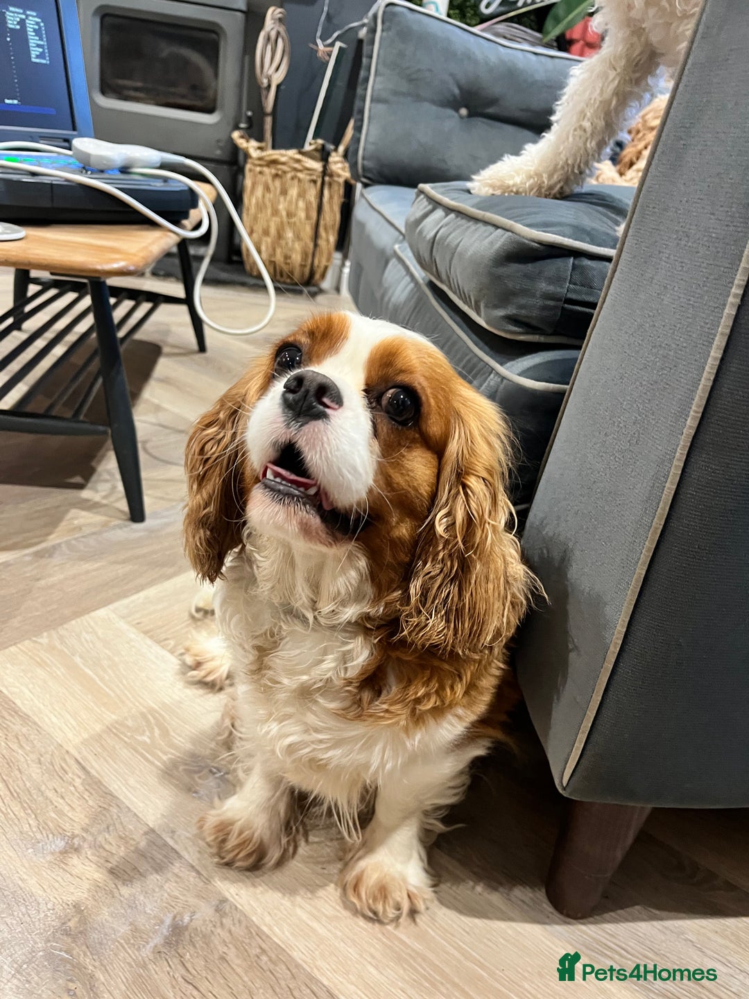 Cavalier King Charles Spaniel dogs for sale: 3 year old spayed King Charles Cavalier  - Advert 1