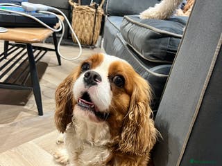 Cavalier King Charles Spaniel dogs 3 year old spayed King Charles Cavalier - Advert 1