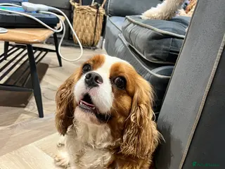 Cavalier King Charles Spaniel dogs 3 year old spayed King Charles Cavalier - Advert 16