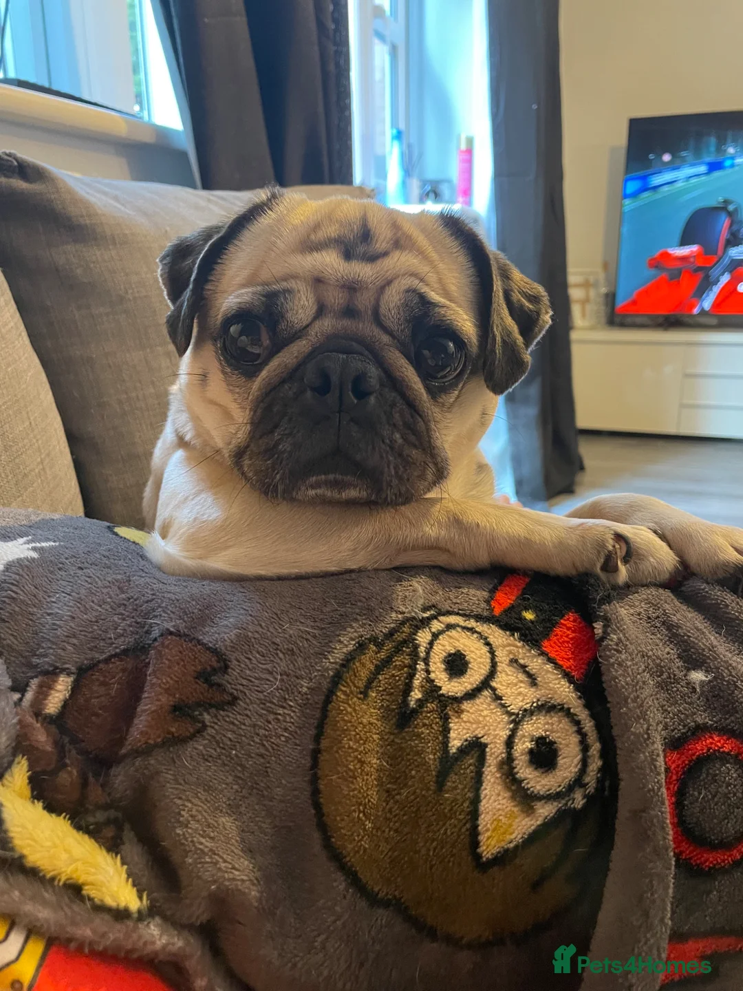 Pug dogs for sale: Luna  - Advert 2